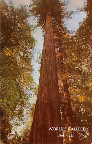 Sekoya Otoyolu, Kaliforniya Kartpostalı